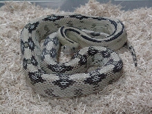Female Suboc/Trans Pecos Ratsnake
