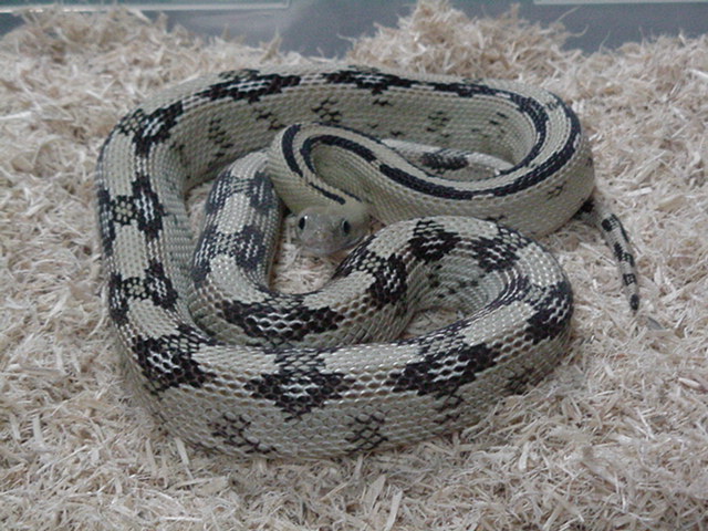 Female Suboc/Trans Pecos Ratsnake
