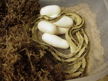 2nd suboc clutch of 2011