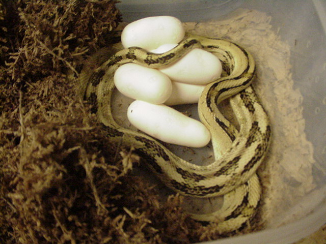 2nd suboc clutch of 2011