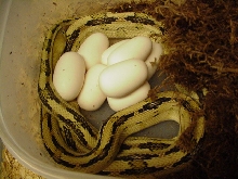 3rd suboc clutch of 2011
