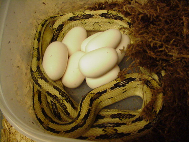 3rd suboc clutch of 2011