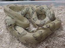Male Blonde Suboc/Trans-Pecos Ratsnake
