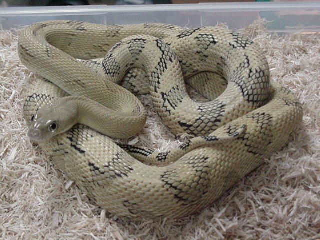 Male Blonde Suboc/Trans-Pecos Ratsnake