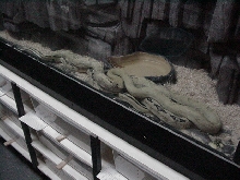trans-pecos ratsnakes breeding