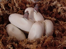 2011 Project Suboc eggs pipping