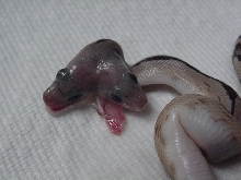 Two Headed Suboc
