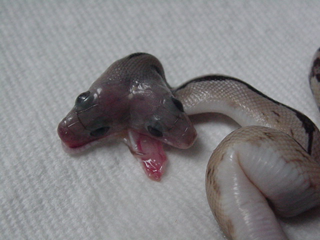 Two Headed Suboc