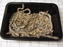 Project Suboc Hatchlings