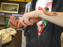 pseustes