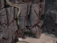 suboc stalking prey #1