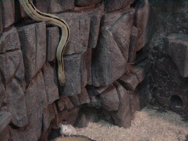 suboc stalking prey #1