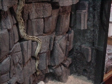 suboc stalking prey #2