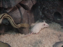 suboc stalking prey #3