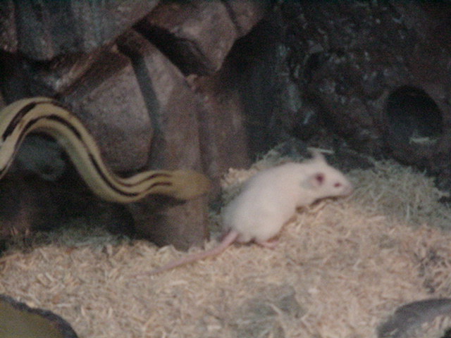 suboc stalking prey #3