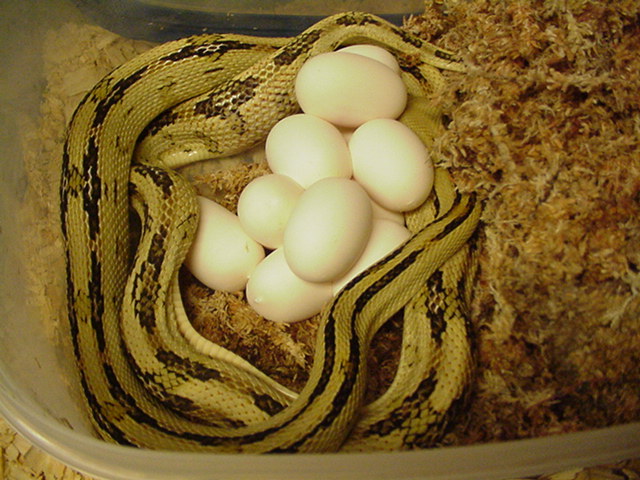 4th suboc clutch of 2011