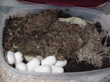 blonde suboc #2 with 2009 clutch of ten eggs