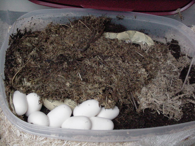 blonde suboc #2 with 2009 clutch of ten eggs