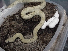 blonde suboc #3 with 2009 clutch of 11 eggs