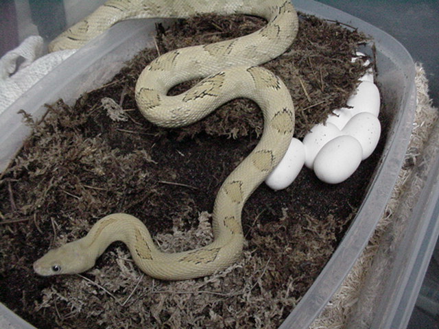 blonde suboc #3 with 2009 clutch of 11 eggs