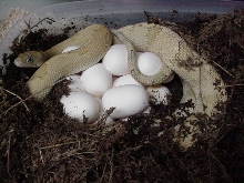 2009 suboc clutch #4 of 13 eggs