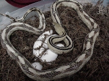 black gap suboc 2009 clutch #5 of six eggs
