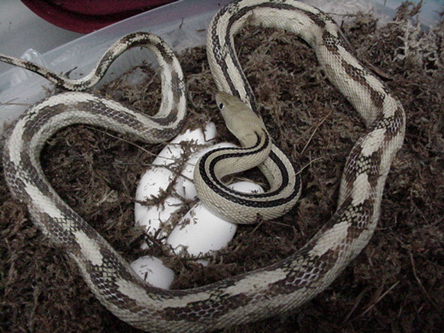 black gap suboc 2009 clutch #5 of six eggs