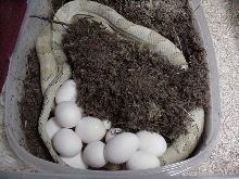 15 egg suboc clutch #6 of 2009