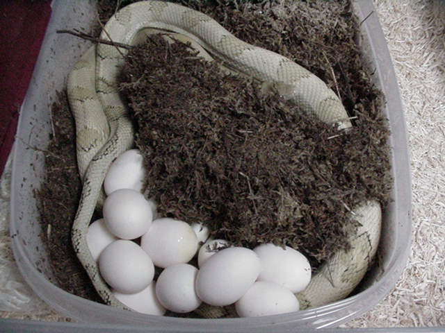 15 egg suboc clutch #6 of 2009