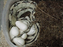 black gap suboc 2009 clutch #8 of 10 eggs