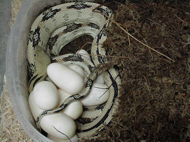 black gap suboc 2009 clutch #8 of 10 eggs