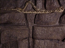 juvenile suboc trans pecos ratsnake on cut