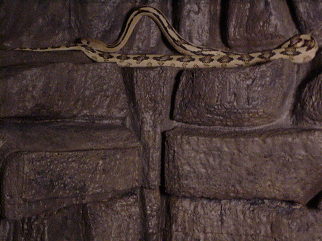 juvenile suboc trans pecos ratsnake on cut