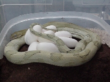 blonde suboc/9 eggs