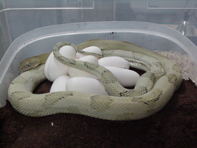 blonde suboc/9 eggs