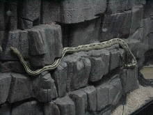 trans-pecos ratsnake on rock-cut at 10 months old