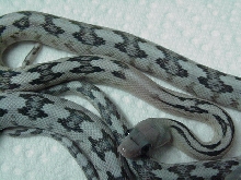 Vanishing Pattern Suboc?