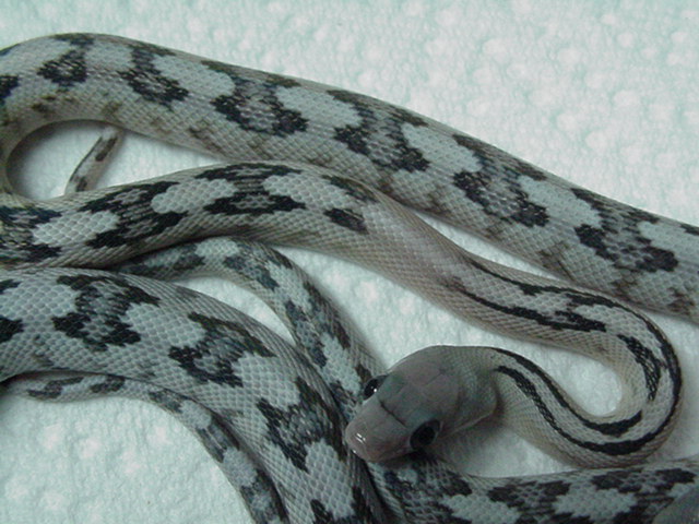 Vanishing Pattern Suboc?