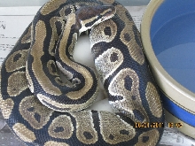 Female and eggs