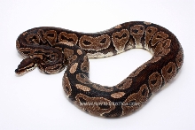 Het Red Axanthic (from the internet)