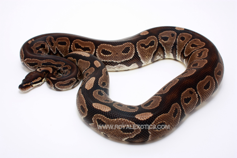 Het Red Axanthic (from the internet)