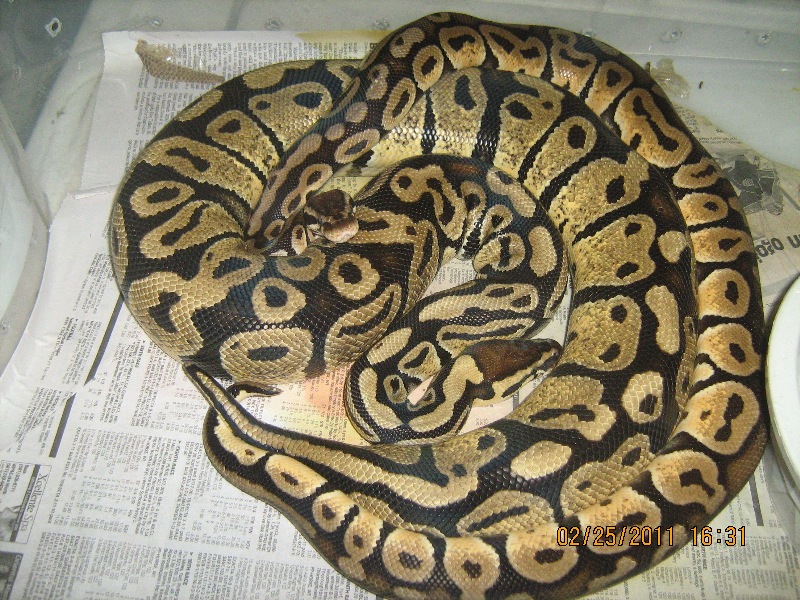 Pastels mating