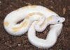 Leucistic