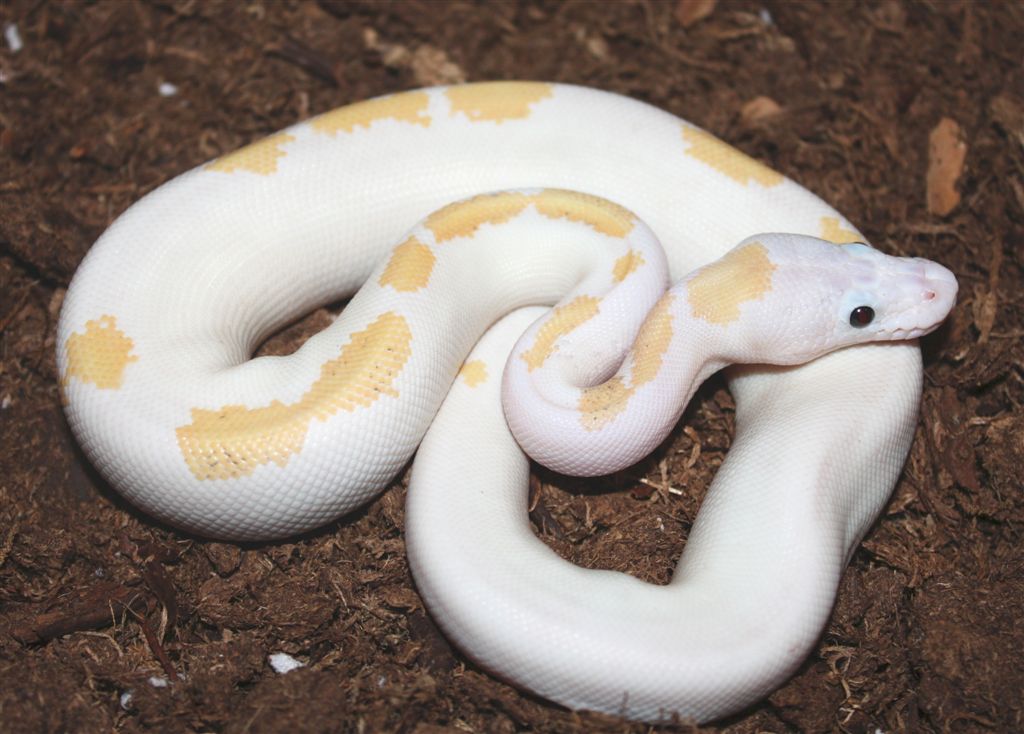 Leucistic