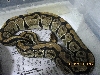 Ovulating Het Pied 1