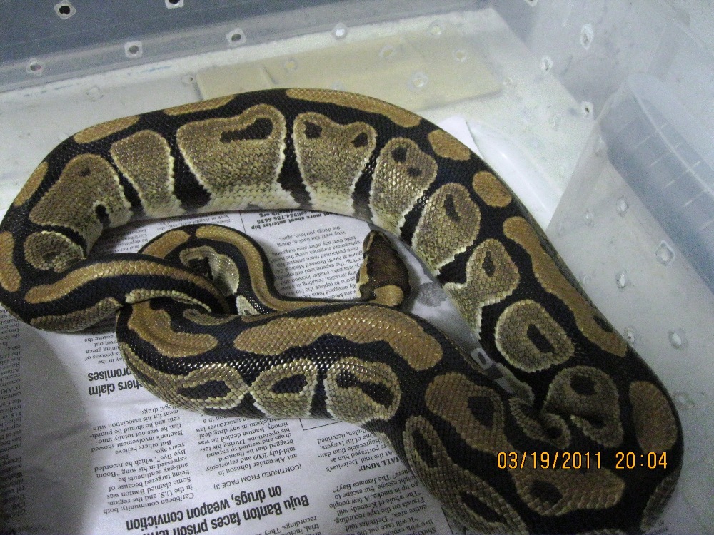 Ovulating Het Pied 1