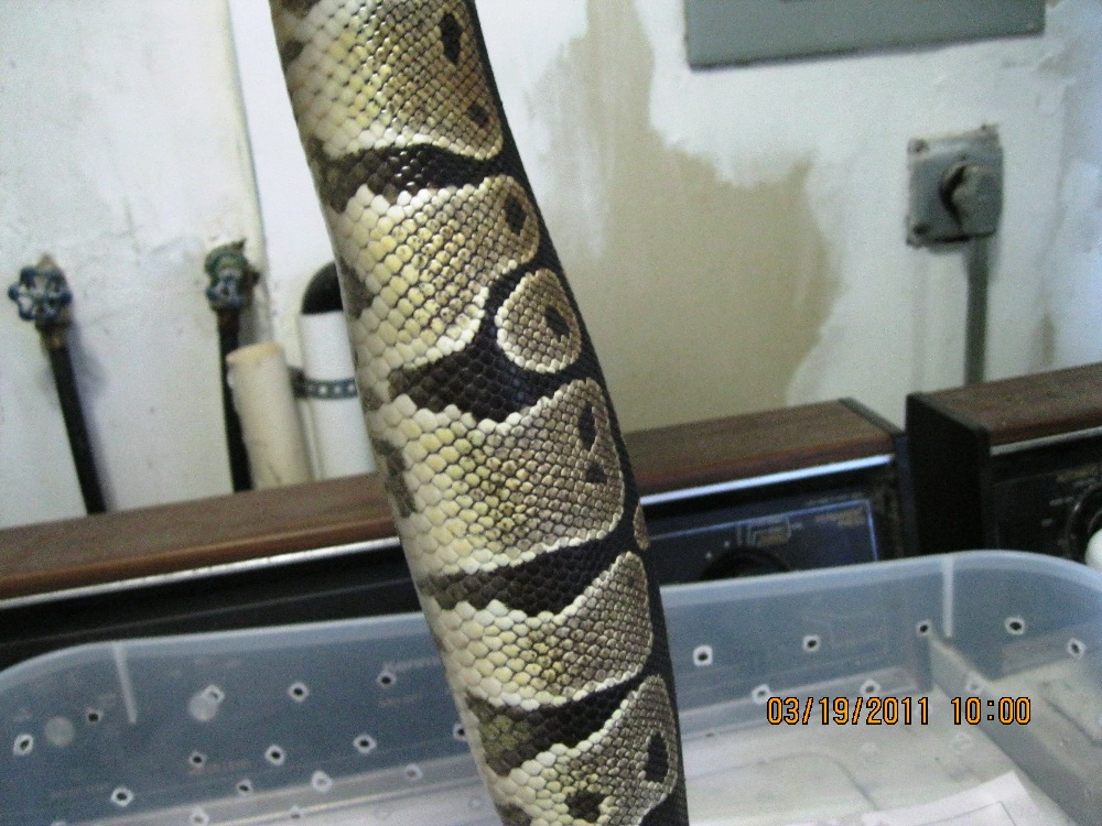 Ovulating Het Pied 2