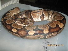 Female ball python