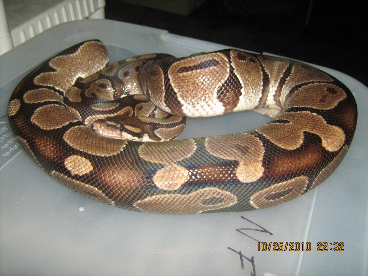 Female ball python