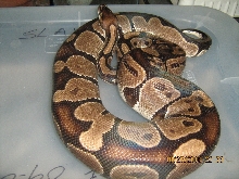 Female ball python
